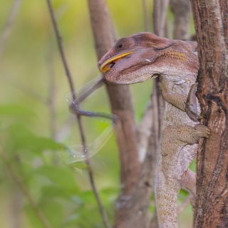 Mantadia - Short-horned chameleon catching insect